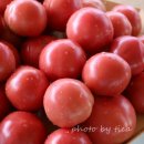 토마루농장 이미지