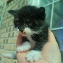 펫크닉 | 김포 무인 24시 반려동물용품 판매점 뉴욕에서 펫크닉 후기