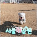 동영천IC주유소 | 대구 근교 애견카페 강아지 운동장이 넓은 영천 서울개공원
