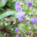 비암2리 이미지