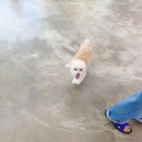 꼬리살랑 이미지