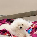 (주)피터펫 이미지