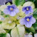 도도버드 이미지