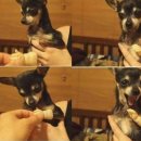 개귀여워 이미지