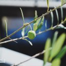 세세라기 이미지