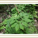 오지5구 이미지