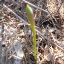 봉삼약초농장 이미지