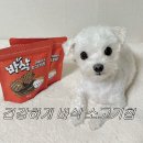 맛있개 건강하개 | 100% 휴먼그레이드 강아지 간식 | 건강하개 바삭소고기칩 후기