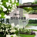 제1회 섬 목수국축제 | 인천 가볼만한 곳 청라호수공원 목수국 실시간 개화현황 (2026.07.25.)