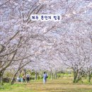 (주)제주여행문화 | 제주 성산 가볼만한곳 혼인지 벚꽃 제주도 동쪽 여행 코스
