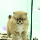 오렌지펫 이미지