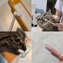 디피라인 - 5360 | 고양이 치주염 관리 만족한 캣디피 고양이 칫솔 추천 후기