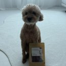 핏펫 강아지 육포 후기🐶 기호성 최고! 극세육포 추천 이유
