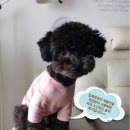 코매트 | 부르독 뱅뱅이와 코매트