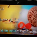 치매 예방을 위한 진인사대천명,뇌기능개선제 효과 이미지