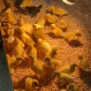 뽑아쥬 | [청주] 버드앤쥬 | 아이와 함께 동물 친구들과 교감하기