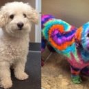 판다펫 애견미용실 이미지