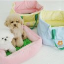 다솜켄넬 이미지