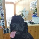 행복하개 애견샵 이미지