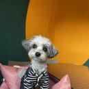 땡자애견 | [창원 진해] 또또또간 맛집 진해 빰빠네오 (feat 애견 동반)