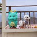 스탠푸켄넬 | 서울근교 애견동반 등산, 용인 광교산