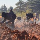 더덕쟁이 이미지