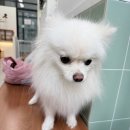 강아지풀 애견 | 진이네강아지풀 / 애견셀프목욕 / 내돈내산 후기