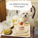 카페은은 - 양양군 쌍솔배기길 39-12 | 마곡 애견동반카페 케이크 맛집 카페가토 솔직후기