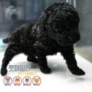 토이패밀리 이미지