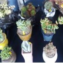 월성중학교 이미지