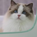 랙돌캐터리 아이돌스 전주고양이분양 이미지