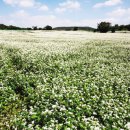 들녘목장 이미지