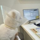 호수동물병원 | [파주동물병원] 운정 호수 메디컬센터 10살 여아 중성화 수술 후기 🐕