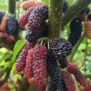 오색슈퍼 이미지