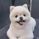 미용하는 남자 네이버블로그