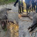 청룡동-29 이미지