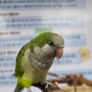 펠리스 | 부천 나들이ㅣ새와 교감하며 동물먹이 체험 만들기 체험 가능 새카페 버드펠리스 후기