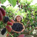 김철수농장 이미지