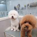 강아지풀 애견 | 매탄3동 애견샵 강아지풀 위치.가격.시간.후기