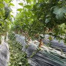 상포농장 이미지