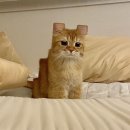 아가마미 고양이카페 이미지