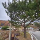 강원영월 24.11.21(목)솔고개.단풍산.섬지봉.매봉산.빽.서봉.상동주유소12.6km 5시간50분 이미지