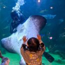 관-비-3-3 | 대전 엑스포 아쿠아리움 32개월 아기랑 미디어아트 먹이주기 아쿠아리스트 공연 후기