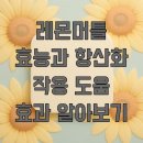 [남부] 천연비누및화장품 | 레몬머틀 효능과 항산화 작용 도움 효과 알아보기