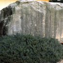 창원 외동지석묘 이미지