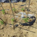 영배농장 이미지