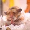 나젤코리아 | 퍼솔코리아 일본계 인턴 지원 후기