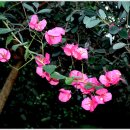 로드랜드빌리지 이미지