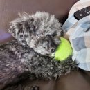 루이앤독스 이미지