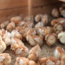 순익농장 이미지